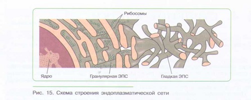 СТРОЕНИЕ КЛЕТКИ_003